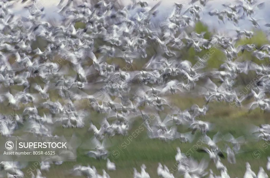 Flock of Snow Geese flying, Bosque del Apache National Wildlife Refuge, New Mexico, USA (Chen caerulescens)