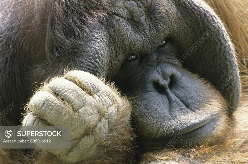 Close-up of an orangutan