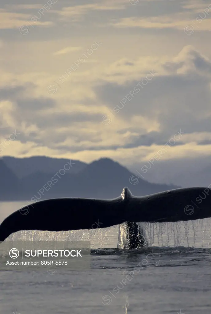 Tail fin of a Humpback Whale (Megaptera novaeangliae)