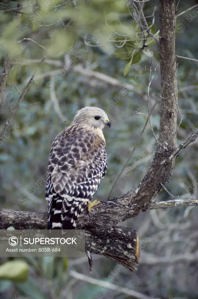 A Red-shouldered Hawk perched on a tree, Florida, USA