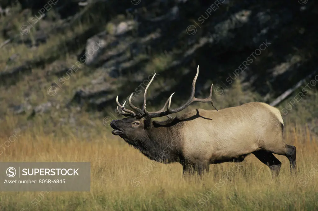 Elk in a grassy field, Yellowstone National Park, Wyoming, USA