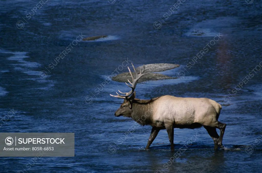 Side profile of an elk walking in water, Yellowstone National Park, Wyoming, USA