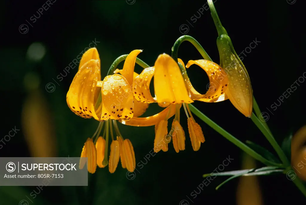 Close-up of Tiger Lilies