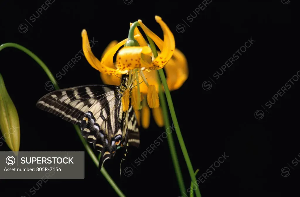 Swallowtail butterfly on a tiger lily