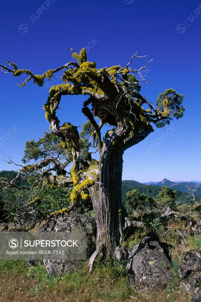 Juniper tree, Soda Mountain Wilderness, Oregon, USA