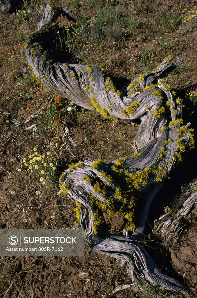 Juniper log, Soda Mountain Wilderness, Oregon, USA