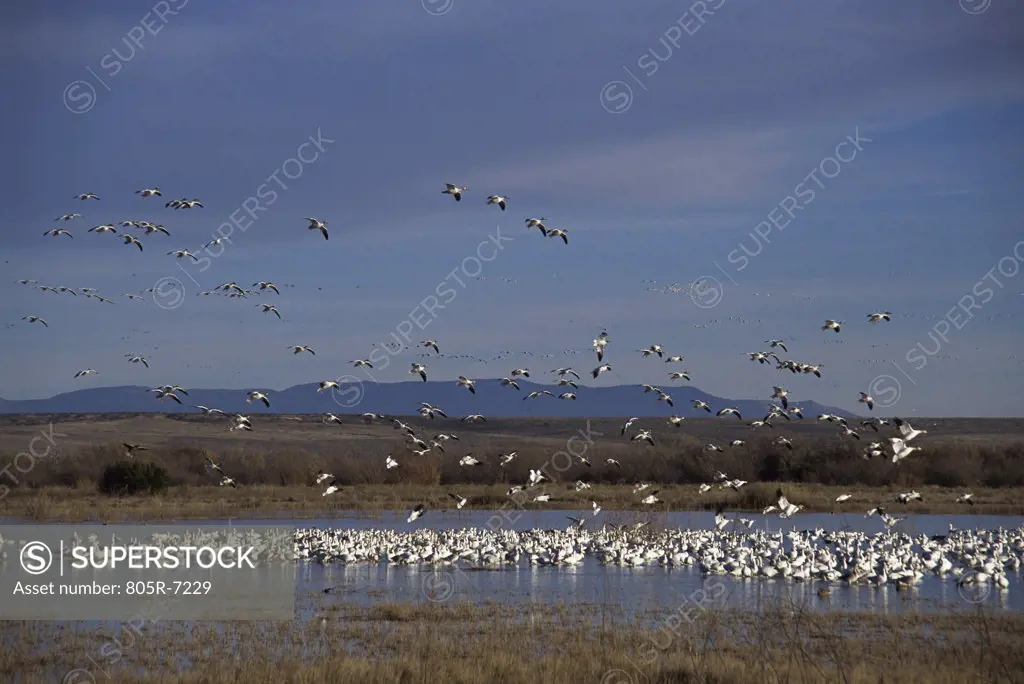 Flock of Snow Geese, Bosque del Apache, New Mexico, USA