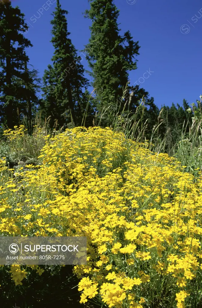 Coreopsis growing in a field, Oregon, USA