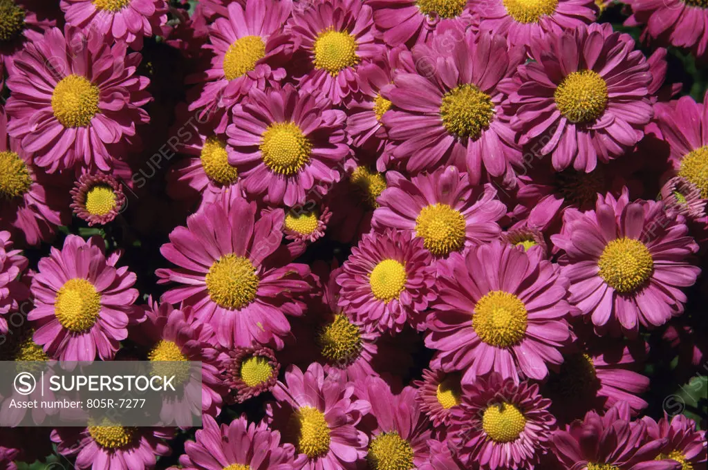 Close-up of cosmos flowers, Ashland, Oregon, USA