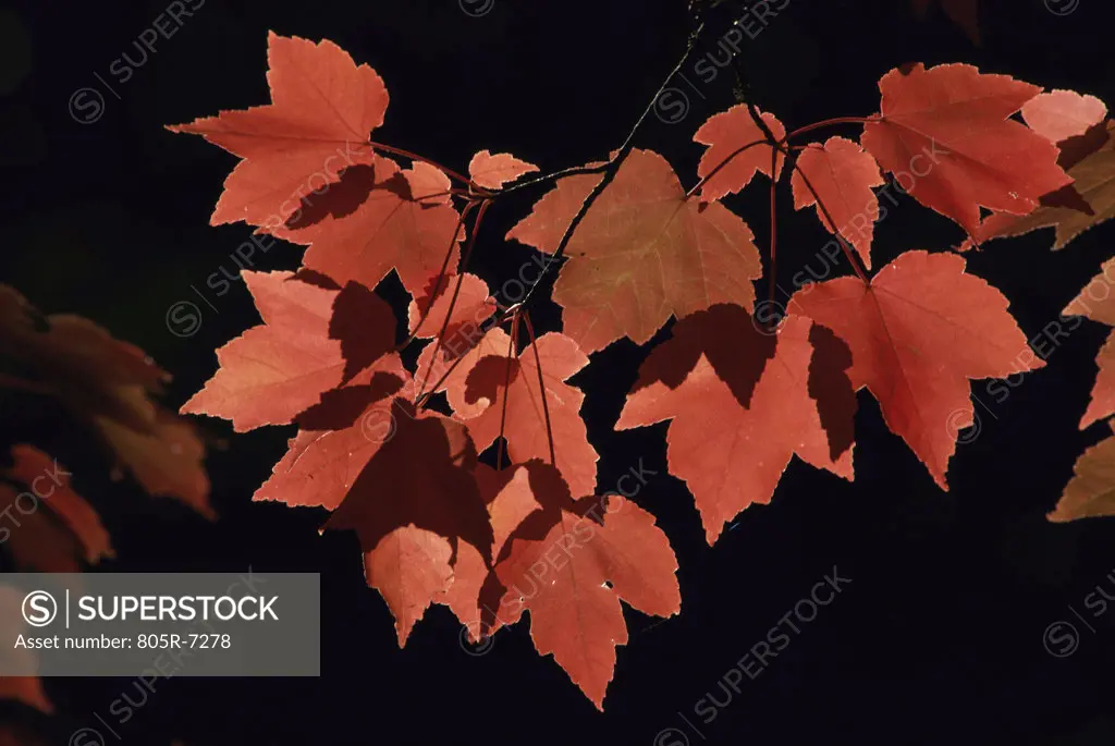 Red leaves on a maple tree