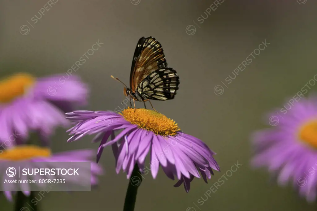 A Chackerspot Butterfly on an aster plant, Oregon, USA