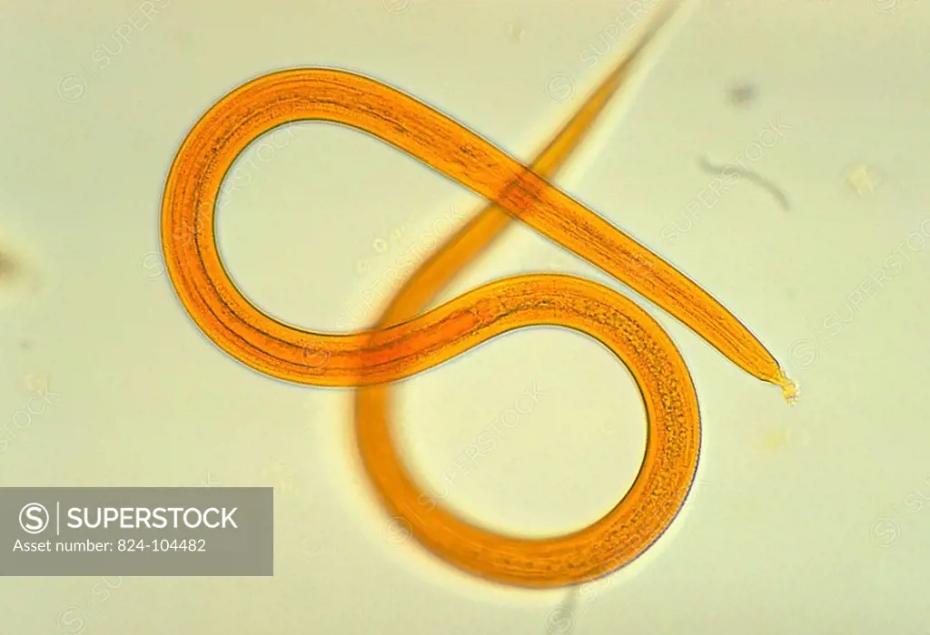 <BR>Strongyloides filariform larva. Roundworm, nematode, parasite.