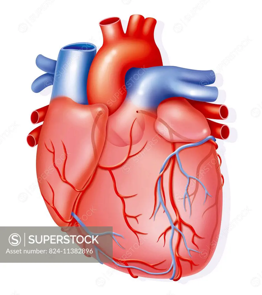 Illustration of the anatomy of the heart.