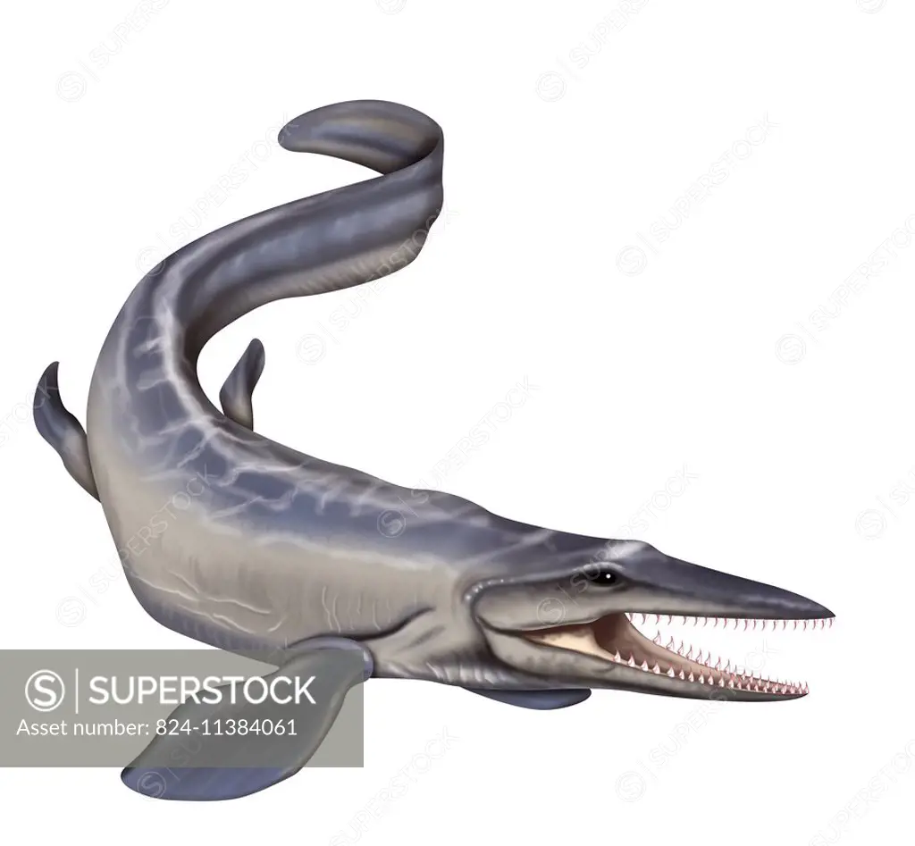 Illustration of a mosasaur. They were the last marine reptiles of the Mesozoic.