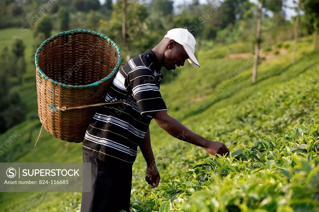 Farmer Lincoln Kimanthi Mugo picking tea is servicing a 80,000 KS loan from BIMAS microcredit. He has been a client of BIMAS since 2004