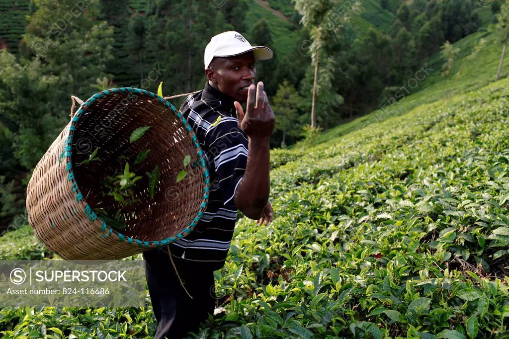 Farmer Lincoln Kimanthi Mugo picking tea is servicing a 80,000 KS loan from BIMAS microcredit