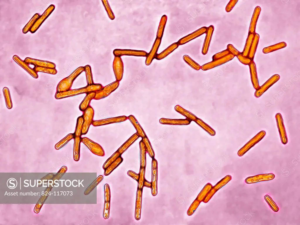 Clostridium botulinum bacteria botulism bacillus. This bacterium secretes a powerful toxin which blocks the motor neurons responsible for muscle contr...
