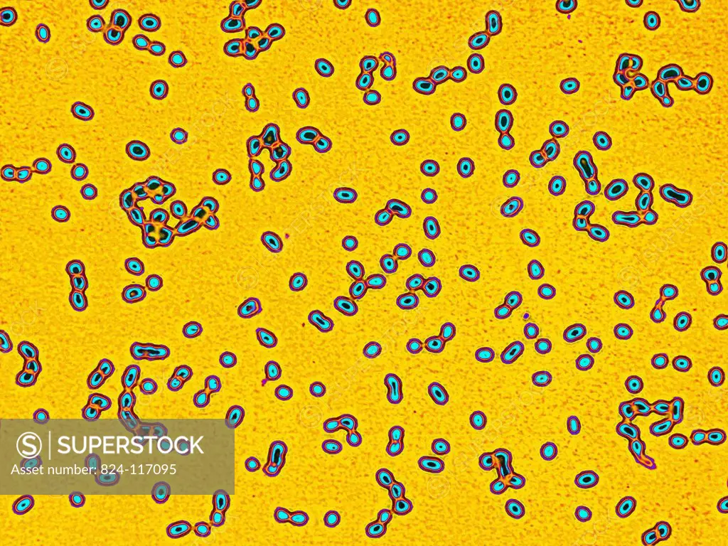 Friedländer´s pneumobacillus Friedländer´s bacillus, Klebsiella pneumoniae. This bacterium is the cause of some respiratory diseases in the lungs and ...
