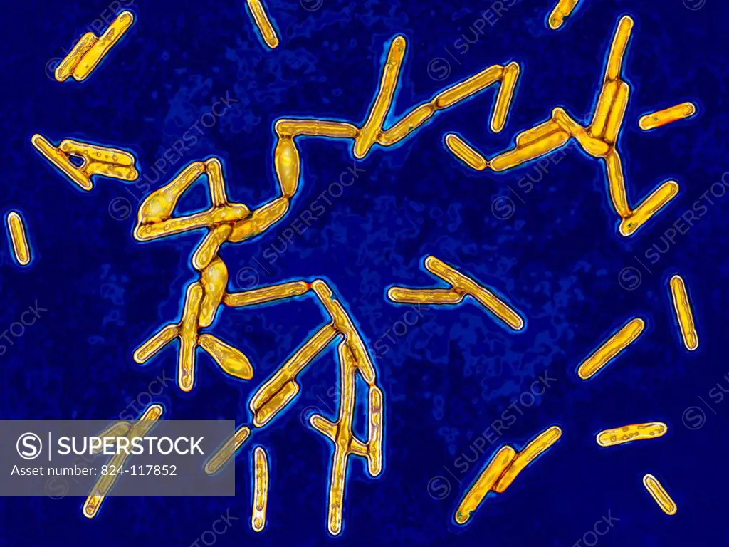 Clostridium botulinum bacteria botulism bacillus. This bacterium secretes a powerful toxin which blocks the motor neurons responsible for muscle contr...