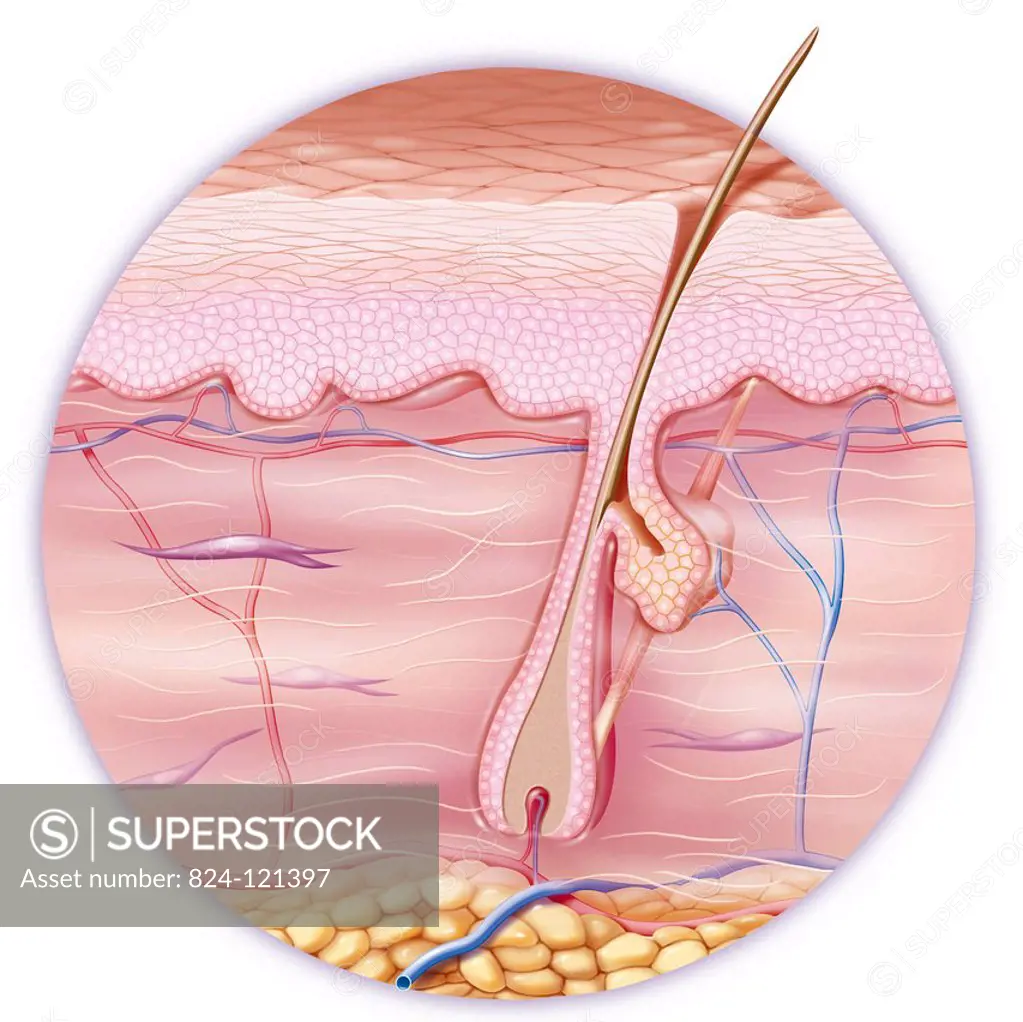 A cross-section illustration of skin with a hair follicle (skin appendage), the sebaceous gland (next to the hair follicle), the arrector pili muscle ...