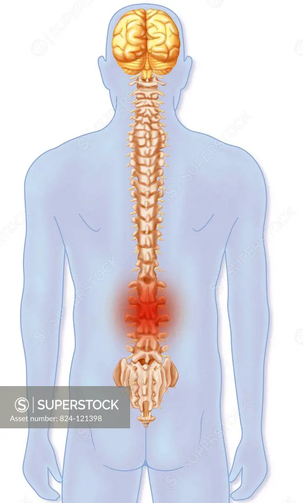 Illustration of the spine (posterior view) from the cervical vertebrae to the coccyx. The brain and bone marrow that goes down into the spinal canal a...