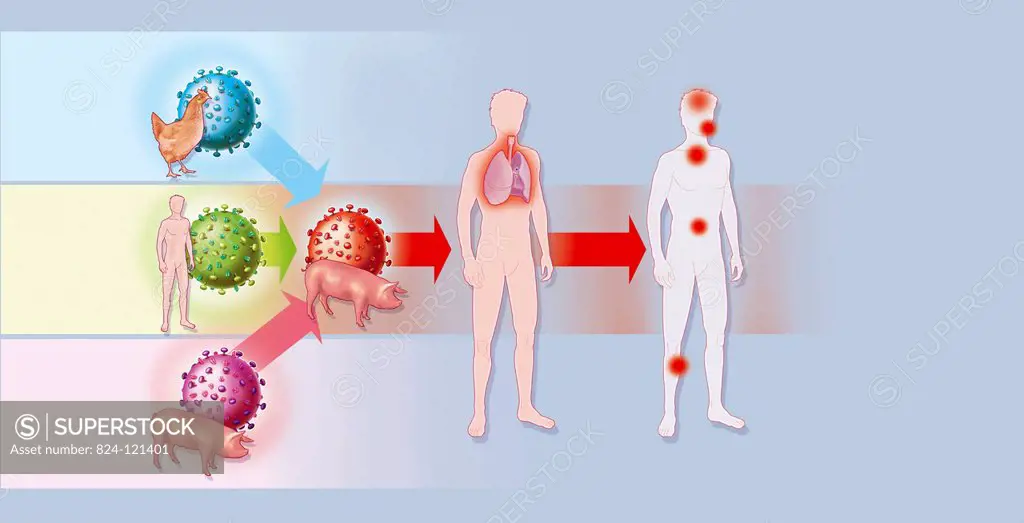 Illustration of the presumed origin of swine flu and the influenza A virus. This virus results from several viruses (H5N1 virus, human flu virus and s...
