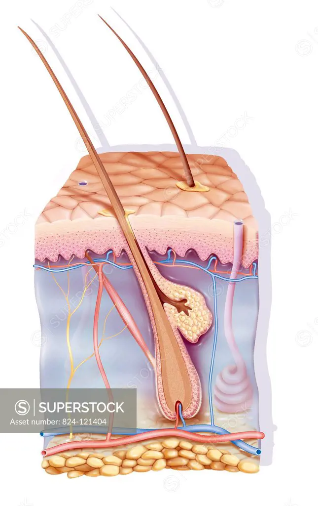 Cross-section illustration of skin with the epidermis on the surface, made up of layers of keratinocytes, the dermis in which are found the structures...