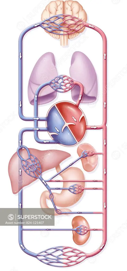 A schematic illustration showing blood circulation : pulmonary circulation between the pulmonary arteries, the lungs and pulmonary veins and systemic ...