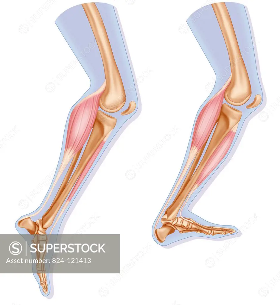 Illustration of contraction (left) and relaxation (right) of the calf muscle. The tibialis anterior muscle relaxes when the calf contracts during foot...