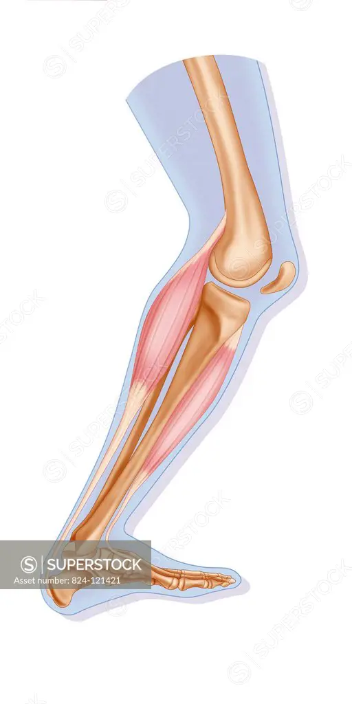 Illustration of leg flexion. The tibialis anterior muscle is contracted and the calf muscle is relaxed.