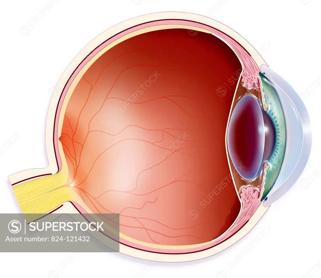 Cross-section of the left eye. From left to right, the optic nerve (yellow), followed by the retina, the choroid all the way to the ciliary muscle, at...
