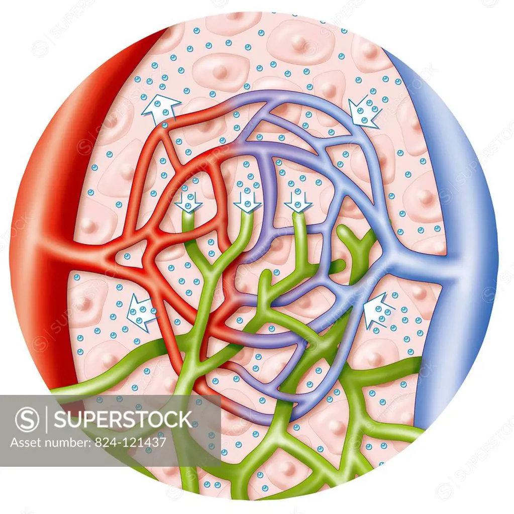 Illustration of the system of interstitial fluid evacuation in tissue (located in the intercellular clefts). The fluid is mainly evacuated by the vein...