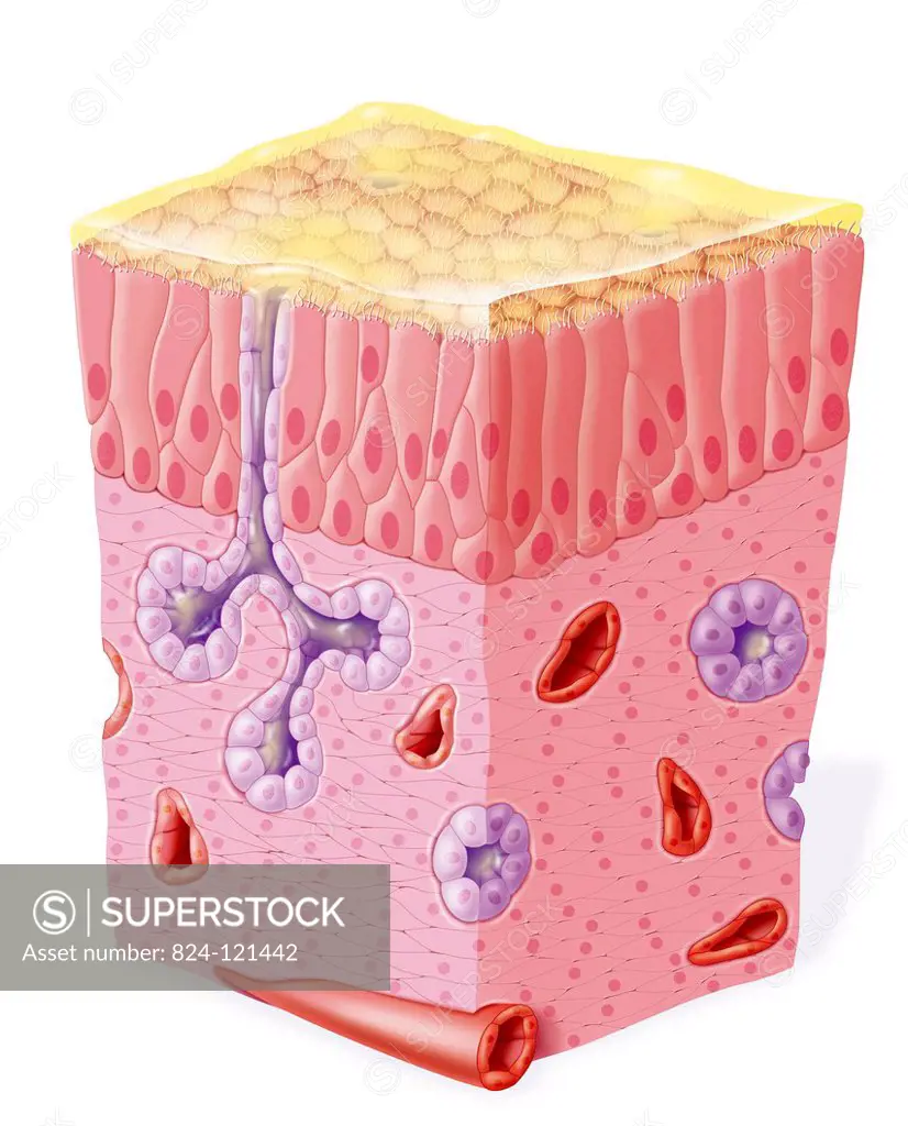 Illustration of the nasal mucous membrane showing the epithelial cells (dark pink), the chorion (lighter pink), glands (purple) that secrete the mucus...