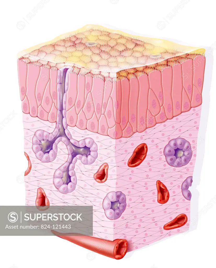 Illustration of the nasal mucous membrane showing the epithelial cells (dark pink), the chorion (lighter pink), glands (purple) that secrete the mucus...