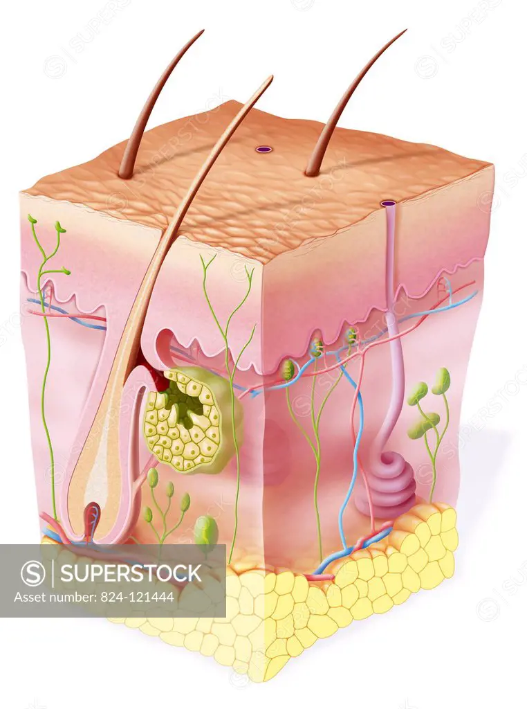 Cross-section illustration of skin with the epidermis on the surface, the dermis, the hypodermis, hairs, the sebaceous glands, the sweat glands variou...