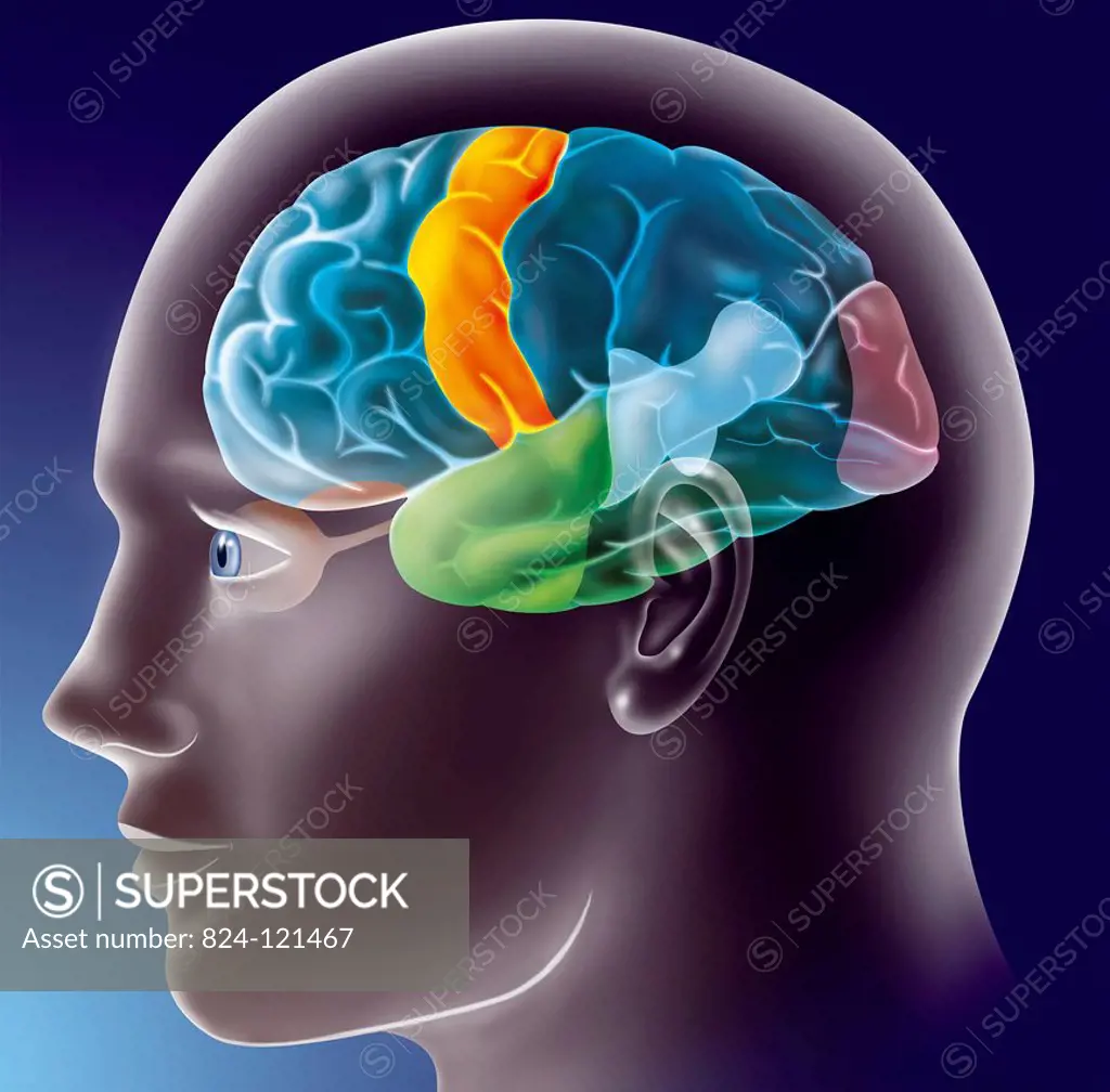Illustration of the areas of the brain that are active while taking a written test. The reading area (light blue area) is activated and the prefrontal...