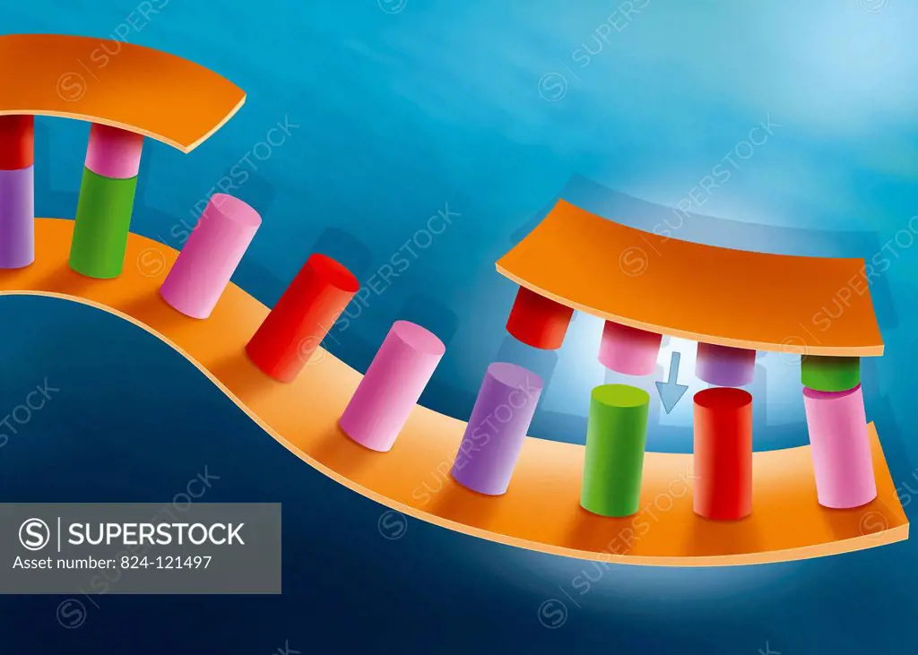 Illustration of the first stage of DNA replication. An origin is needed for replication to begin.