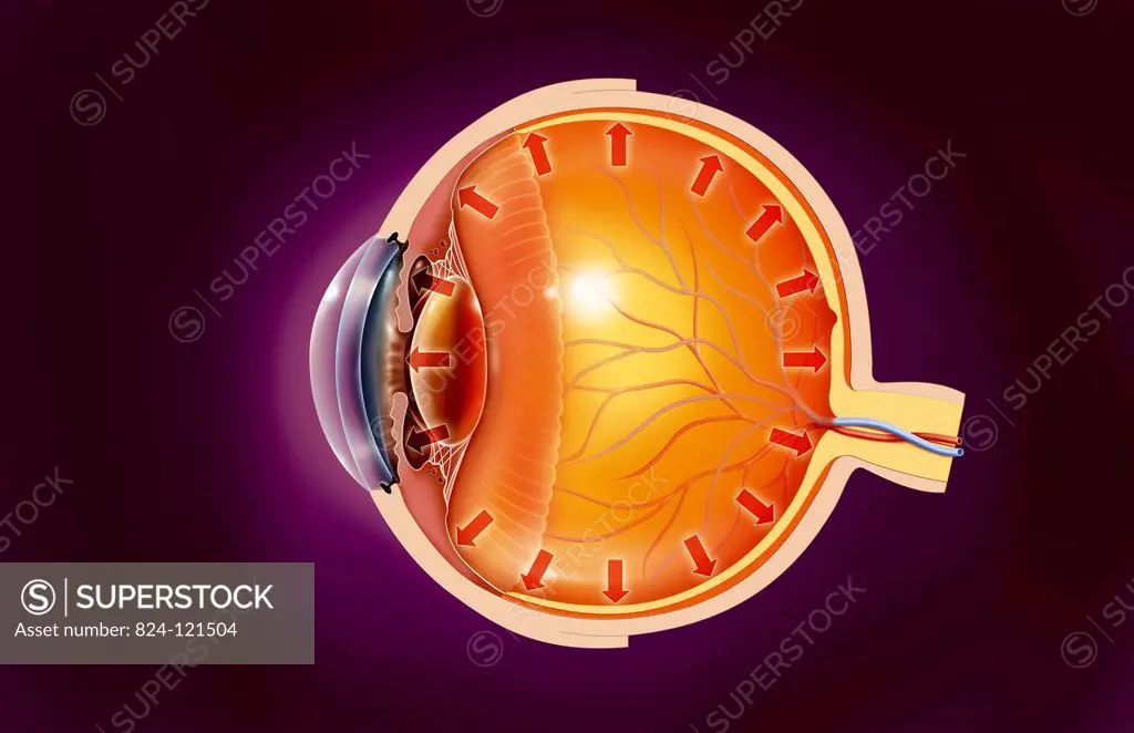 Illustration of the anatomy of the eye showing the trabecular meshwork located at the base of the cornea. This natural filter allows the aqueous humou...