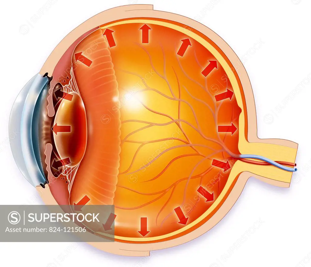 Illustration of the anatomy of the eye showing the trabecular meshwork located at the base of the cornea. This natural filter allows the aqueous humou...