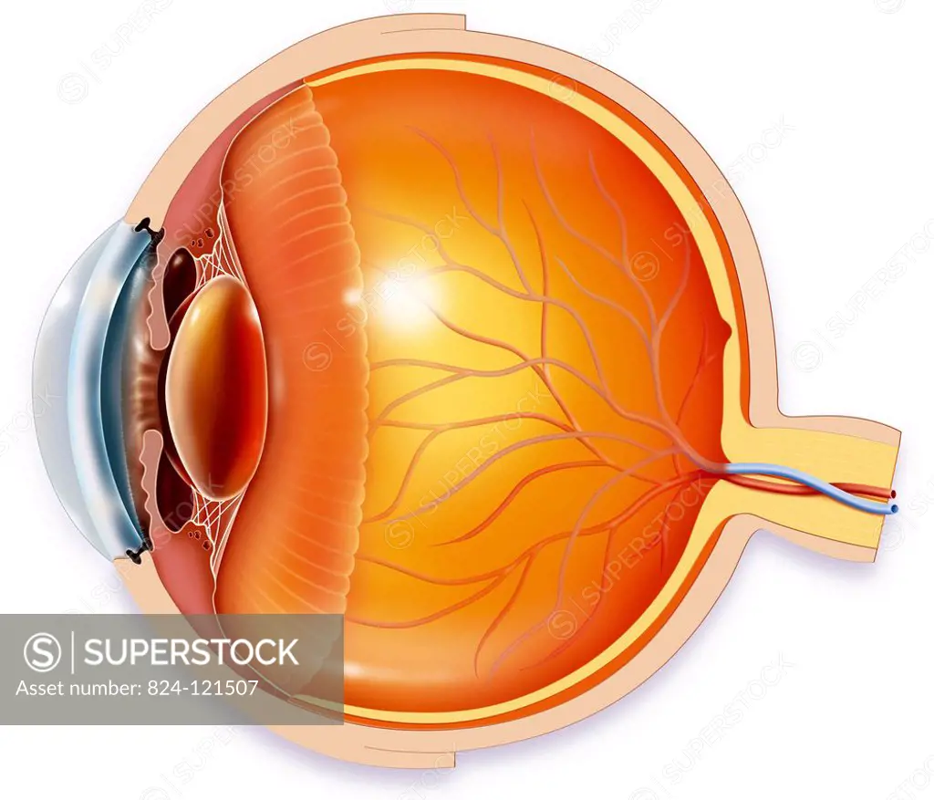 Cross-section illustration of the eye.