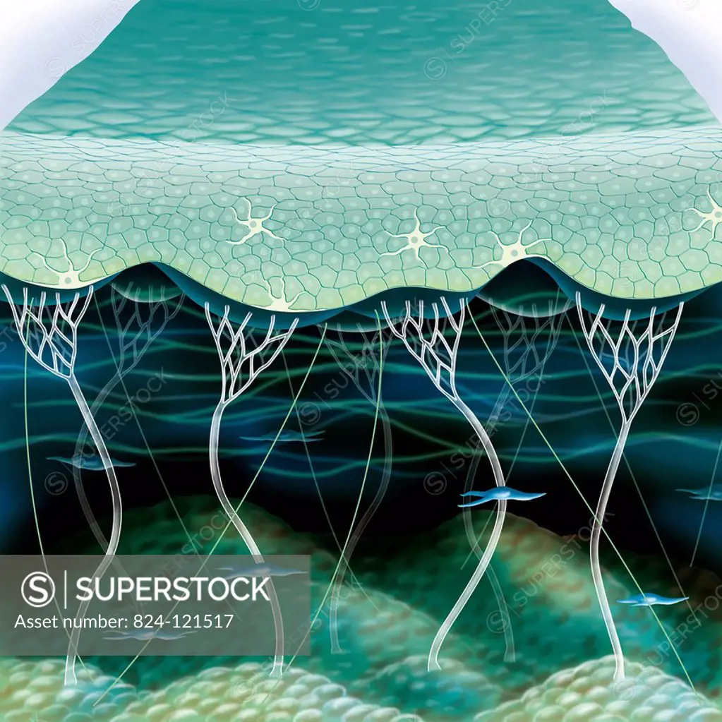 Illustration of skin highlighting the dermis and its the components that give the skin its elasticity. Collagen fibrils (white vertical fibers), elast...