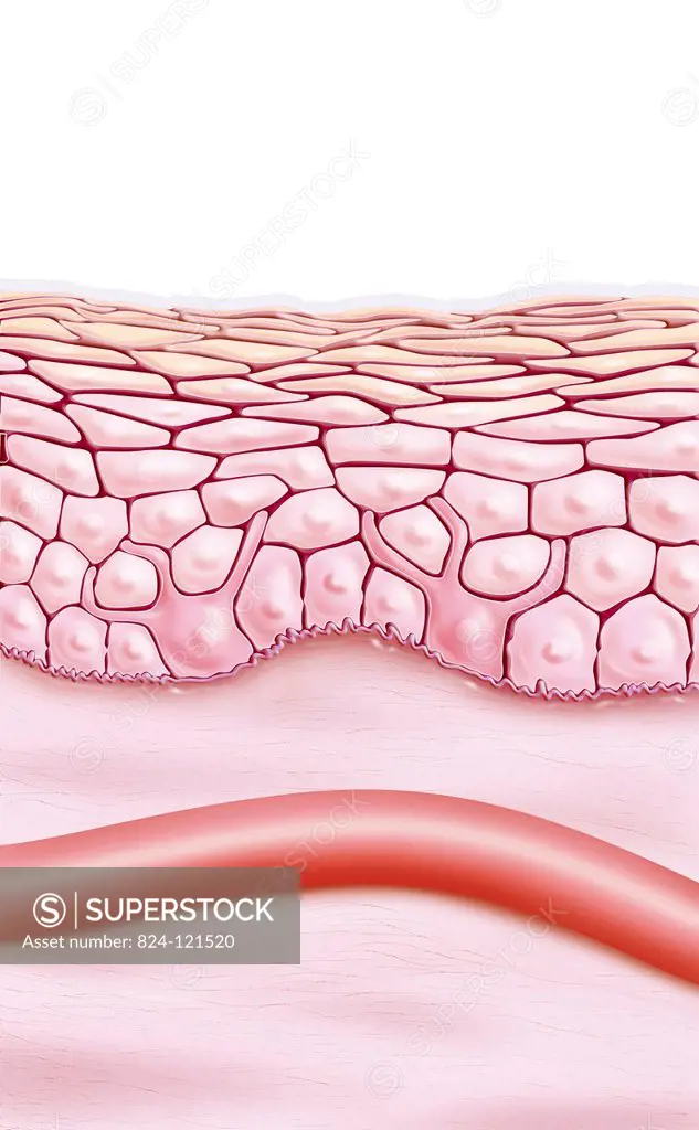 Cross-section illustration of skin. Two dendritic cells are present in the cellular matrix of the epidermis. The lower part shows a blood vessel in th...