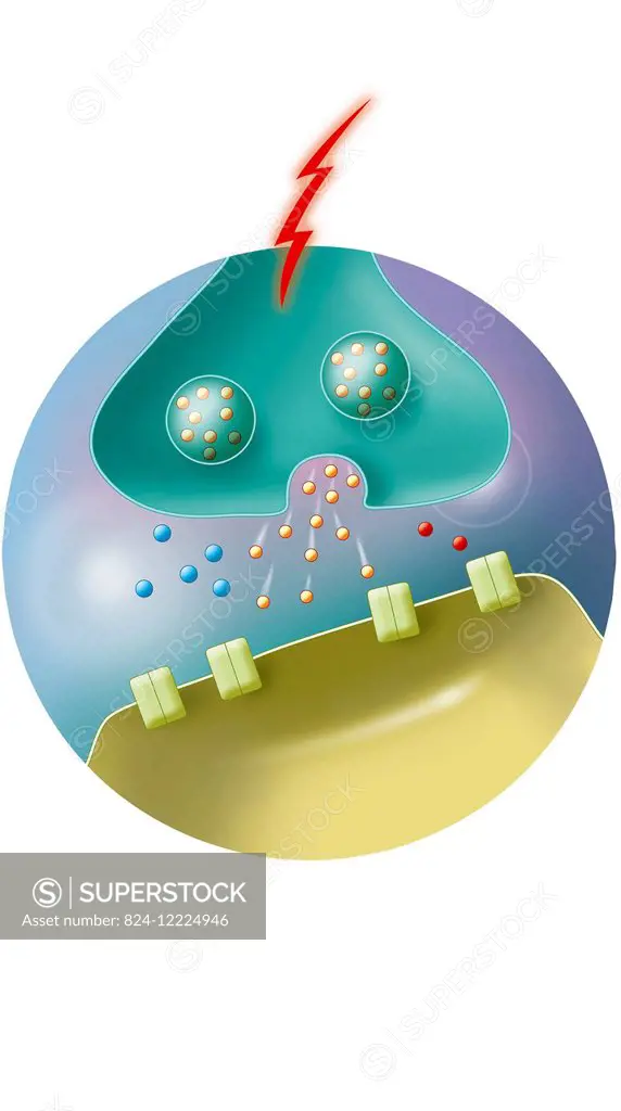 illustration of the transmission of information with long-term potentiation. the activation of neurons is more efficient, the number of neurotransmitt...