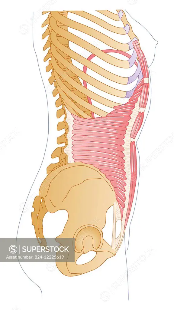 illustration of the abdomens transverse muscles, and attachments on the rib cage, the pelvis and rectus abdominus muscle.