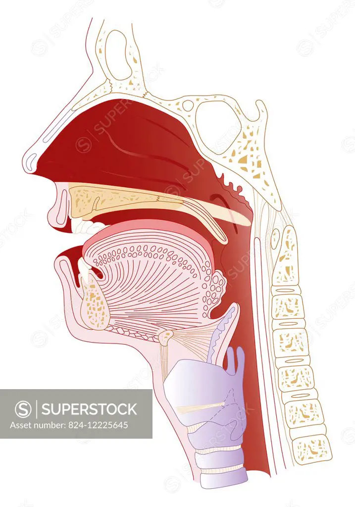 illustration of the anatomy of the nasopharynx, with the uvula lowered and raised.