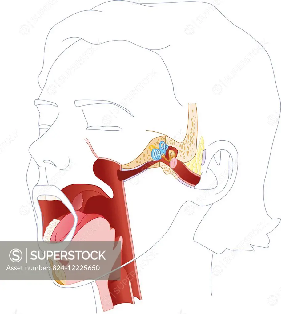 illustration of the oral passageways, from the posterior orifice of the nasal cavities, the outer, inner and middle ear, and communication between the...