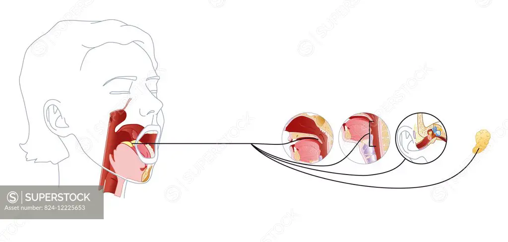 illustration of innervation by the glossopharyngeal nerve (9th cranial nerve).