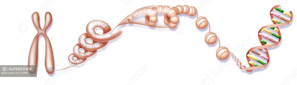 Illustration of a chromosome and the chromatid unwinding to reach the DNA double helix.
