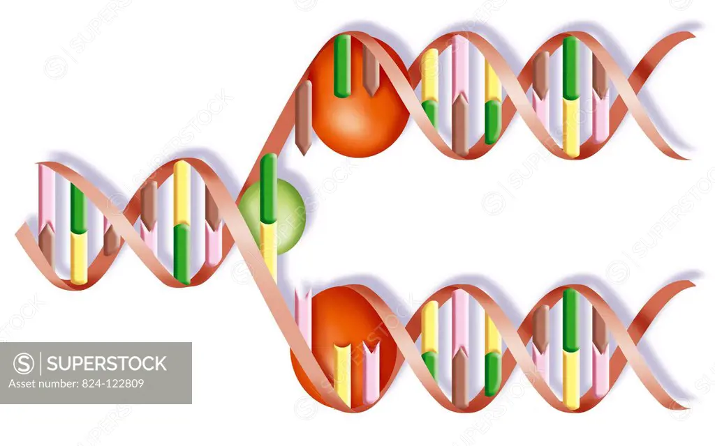 Illustration of DNA replication. The DNA double helix is replicated by way of the DNA polymerase, and produces two new DNAs that each have a template ...