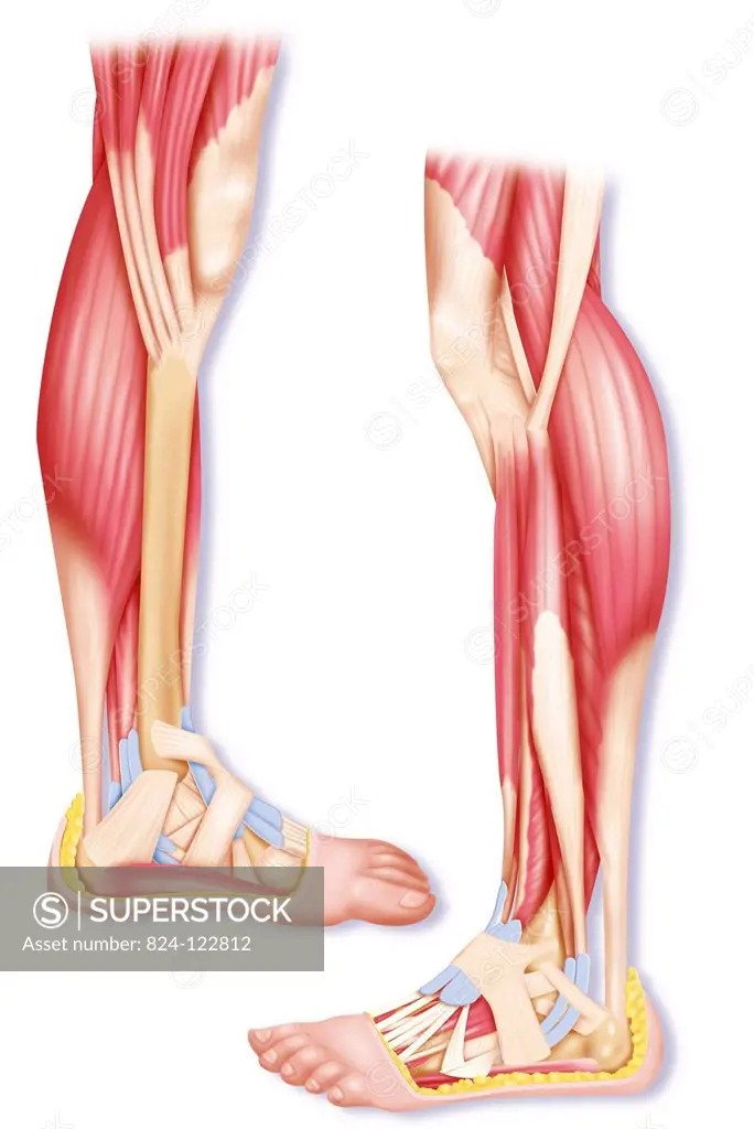 Illustration of leg muscles seen from the inner left and outer right. The  calf muscle makes up the bulge of the calf and it ends in the calcaneum  (hee - SuperStock